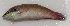  ( - MARQ-134)  @11 [ ] CreativeCommons  Attribution Non-Commercial (by-nc) (2011) Unspecified Smithsonian Institution National Museum of Natural History