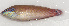  ( - MARQ-135)  @11 [ ] CreativeCommons  Attribution Non-Commercial (by-nc) (2011) Unspecified Smithsonian Institution National Museum of Natural History