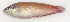  ( - MARQ-135)  @11 [ ] CreativeCommons  Attribution Non-Commercial (by-nc) (2011) Unspecified Smithsonian Institution National Museum of Natural History