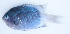  (Chromis fatuhivae - MARQ-143)  @11 [ ] CreativeCommons  Attribution Non-Commercial (by-nc) (2011) Unspecified Smithsonian Institution National Museum of Natural History