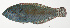  (Macropharyngodon pakoko - MARQ-153)  @11 [ ] CreativeCommons  Attribution Non-Commercial (by-nc) (2011) Unspecified Smithsonian Institution National Museum of Natural History