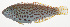  ( - MARQ-154)  @11 [ ] CreativeCommons  Attribution Non-Commercial (by-nc) (2011) Unspecified Smithsonian Institution National Museum of Natural History