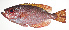  ( - MARQ-164)  @11 [ ] CreativeCommons  Attribution Non-Commercial (by-nc) (2011) Unspecified Smithsonian Institution National Museum of Natural History