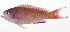  (Pseudanthias hiva - MARQ-207)  @11 [ ] CreativeCommons  Attribution Non-Commercial (by-nc) (2011) Unspecified Smithsonian Institution National Museum of Natural History