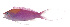  (Pseudanthias regalis - MARQ-288)  @11 [ ] CreativeCommons  Attribution Non-Commercial (by-nc) (2011) Unspecified Smithsonian Institution National Museum of Natural History