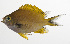  (Chromis flavapicis - MARQ-289)  @11 [ ] CreativeCommons  Attribution Non-Commercial (by-nc) (2011) Unspecified Smithsonian Institution National Museum of Natural History