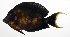  ( - MARQ-299)  @11 [ ] CreativeCommons  Attribution Non-Commercial (by-nc) (2011) Unspecified Smithsonian Institution National Museum of Natural History