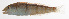  ( - MARQ-311)  @11 [ ] CreativeCommons  Attribution Non-Commercial (by-nc) (2011) Unspecified Smithsonian Institution National Museum of Natural History