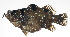  (Pogonoperca punctata - MARQ-330)  @11 [ ] CreativeCommons  Attribution Non-Commercial (by-nc) (2011) Unspecified Smithsonian Institution National Museum of Natural History