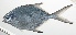  ( - MARQ-385)  @11 [ ] CreativeCommons  Attribution Non-Commercial (by-nc) (2011) Unspecified Smithsonian Institution National Museum of Natural History