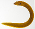  ( - MARQ-408)  @11 [ ] CreativeCommons  Attribution Non-Commercial (by-nc) (2011) Unspecified Smithsonian Institution National Museum of Natural History
