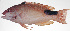  ( - MARQ-421)  @11 [ ] CreativeCommons  Attribution Non-Commercial (by-nc) (2011) Unspecified Smithsonian Institution National Museum of Natural History