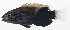  ( - MARQ-422)  @11 [ ] CreativeCommons  Attribution Non-Commercial (by-nc) (2011) Unspecified Smithsonian Institution National Museum of Natural History