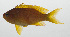  ( - MARQ-433)  @11 [ ] CreativeCommons  Attribution Non-Commercial (by-nc) (2011) Unspecified Smithsonian Institution National Museum of Natural History