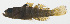 ( - MARQ-447)  @11 [ ] CreativeCommons  Attribution Non-Commercial (by-nc) (2011) Unspecified Smithsonian Institution National Museum of Natural History
