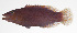  ( - MARQ-452)  @11 [ ] CreativeCommons  Attribution Non-Commercial (by-nc) (2011) Unspecified Smithsonian Institution National Museum of Natural History