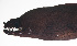  ( - MARQ-462)  @11 [ ] CreativeCommons  Attribution Non-Commercial (by-nc) (2011) Unspecified Smithsonian Institution National Museum of Natural History