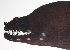  ( - MARQ-462)  @11 [ ] CreativeCommons  Attribution Non-Commercial (by-nc) (2011) Unspecified Smithsonian Institution National Museum of Natural History