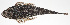  ( - MARQ-463)  @11 [ ] CreativeCommons  Attribution Non-Commercial (by-nc) (2011) Unspecified Smithsonian Institution National Museum of Natural History