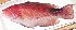  ( - MARQ-481)  @11 [ ] CreativeCommons  Attribution Non-Commercial (by-nc) (2011) Unspecified Smithsonian Institution National Museum of Natural History