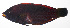  ( - MARQ-506)  @11 [ ] CreativeCommons  Attribution Non-Commercial (by-nc) (2011) Unspecified Smithsonian Institution National Museum of Natural History