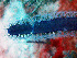  ( - RMNH.COEL.42325)  @11 [ ] CreativeCommons - Attribution Non-Commercial Share-Alike (2015) Unspecified Naturalis Biodiversity Center