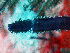  ( - RMNH.COEL.42325)  @11 [ ] CreativeCommons - Attribution Non-Commercial Share-Alike (2015) Unspecified Naturalis Biodiversity Center