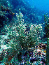  ( - RMNH.COEL.42332)  @11 [ ] CreativeCommons - Attribution Non-Commercial Share-Alike (2015) Unspecified Naturalis Biodiversity Center