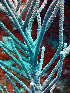  ( - RMNH.COEL.42351)  @11 [ ] CreativeCommons - Attribution Non-Commercial Share-Alike (2015) Unspecified Naturalis Biodiversity Center