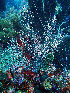  ( - RMNH.COEL.42351)  @11 [ ] CreativeCommons - Attribution Non-Commercial Share-Alike (2015) Unspecified Naturalis Biodiversity Center