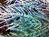  ( - RMNH.COEL.42372)  @11 [ ] CreativeCommons - Attribution Non-Commercial Share-Alike (2015) Unspecified Naturalis Biodiversity Center
