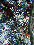  ( - RMNH.COEL.42372)  @11 [ ] CreativeCommons - Attribution Non-Commercial Share-Alike (2015) Unspecified Naturalis Biodiversity Center