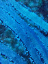  ( - RMNH.COEL.42376)  @11 [ ] CreativeCommons - Attribution Non-Commercial Share-Alike (2015) Unspecified Naturalis Biodiversity Center