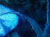  ( - RMNH.COEL.42376)  @11 [ ] CreativeCommons - Attribution Non-Commercial Share-Alike (2015) Unspecified Naturalis Biodiversity Center