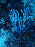  ( - RMNH.COEL.42376)  @11 [ ] CreativeCommons - Attribution Non-Commercial Share-Alike (2015) Unspecified Naturalis Biodiversity Center