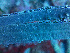  ( - RMNH.COEL.42397)  @11 [ ] CreativeCommons - Attribution Non-Commercial Share-Alike (2015) Unspecified Naturalis Biodiversity Center