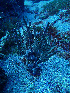  ( - RMNH.COEL.42397)  @11 [ ] CreativeCommons - Attribution Non-Commercial Share-Alike (2015) Unspecified Naturalis Biodiversity Center