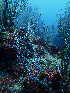  ( - RMNH.COEL.42405)  @11 [ ] CreativeCommons - Attribution Non-Commercial Share-Alike (2015) Unspecified Naturalis Biodiversity Center