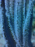  ( - RMNH.COEL.42410)  @11 [ ] CreativeCommons - Attribution Non-Commercial Share-Alike (2015) Unspecified Naturalis Biodiversity Center