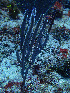  ( - RMNH.COEL.42410)  @11 [ ] CreativeCommons - Attribution Non-Commercial Share-Alike (2015) Unspecified Naturalis Biodiversity Center