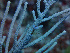  ( - RMNH.COEL.42414)  @11 [ ] CreativeCommons - Attribution Non-Commercial Share-Alike (2015) Unspecified Naturalis Biodiversity Center