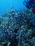  ( - RMNH.COEL.42414)  @11 [ ] CreativeCommons - Attribution Non-Commercial Share-Alike (2015) Unspecified Naturalis Biodiversity Center