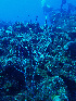  ( - RMNH.COEL.42416)  @11 [ ] CreativeCommons - Attribution Non-Commercial Share-Alike (2015) Unspecified Naturalis Biodiversity Center
