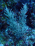  ( - RMNH.COEL.42426)  @11 [ ] CreativeCommons - Attribution Non-Commercial Share-Alike (2015) Unspecified Naturalis Biodiversity Center