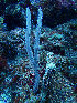  ( - RMNH.COEL.42431)  @11 [ ] CreativeCommons - Attribution Non-Commercial Share-Alike (2015) Unspecified Naturalis Biodiversity Center