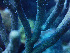  ( - RMNH.COEL.42459)  @11 [ ] CreativeCommons - Attribution Non-Commercial Share-Alike (2015) Unspecified Naturalis Biodiversity Center