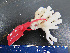  (Madracis auretenra - RMNH.5017680)  @11 [ ] CreativeCommons - Attribution Non-Commercial Share-Alike (2015) Unspecified Naturalis Biodiversity Center