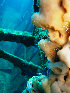  ( - RMNH.5017535)  @11 [ ] CreativeCommons - Attribution Non-Commercial Share-Alike (2015) Unspecified Naturalis Biodiversity Center