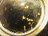  ( - RMNH.5017535)  @11 [ ] CreativeCommons - Attribution Non-Commercial Share-Alike (2015) Unspecified Naturalis Biodiversity Center