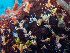  ( - RMNH.5017421)  @11 [ ] CreativeCommons - Attribution Non-Commercial Share-Alike (2015) Unspecified Naturalis Biodiversity Center